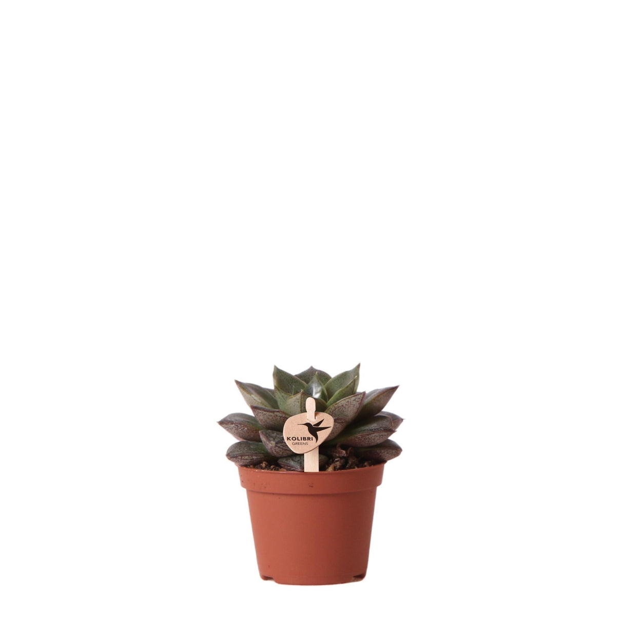 Livraison plante Succulent Echeveria Purpusorum en pot - Plante d'intérieur