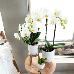 Wooden support for indoor plant