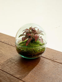 <tc>Terrarium</tc> - Bohol