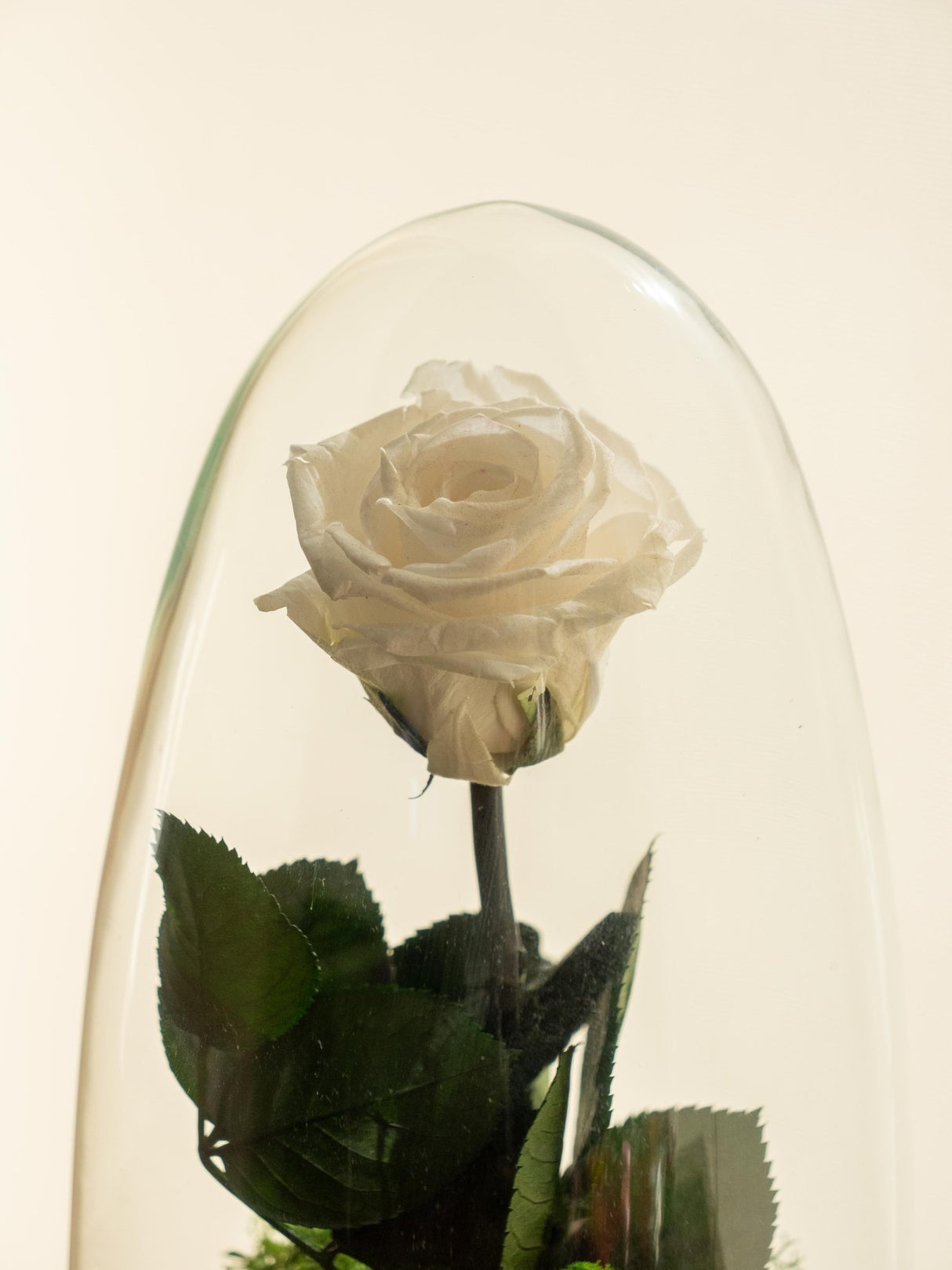 Livraison plante Terrarium Rose éternelle - St Valentin