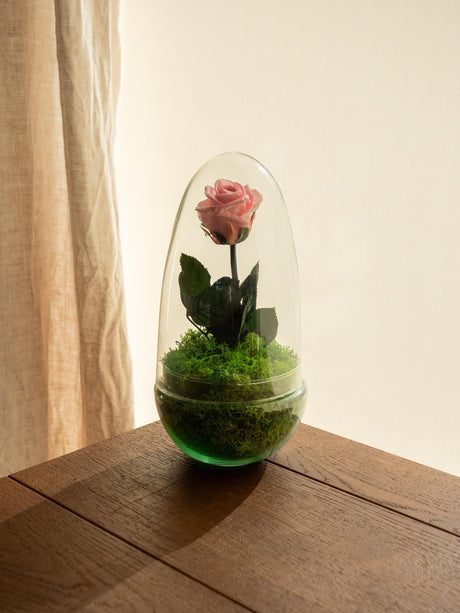 Livraison plante Terrarium Rose éternelle - St Valentin