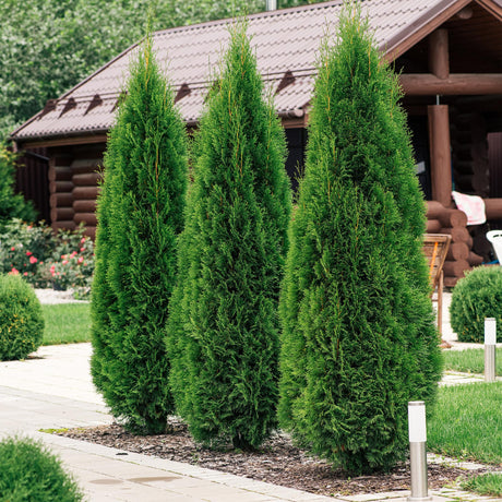 Livraison plante Thuja occidentalis Smaragd - Lot de 8 - Hauteur 30 - 35 cm