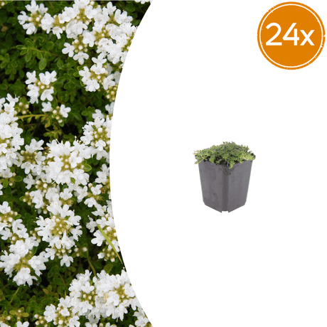 Livraison plante Thym blanc