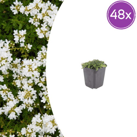 Livraison plante Thym blanc