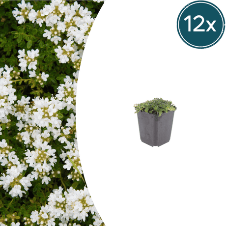 Livraison plante Thym blanc