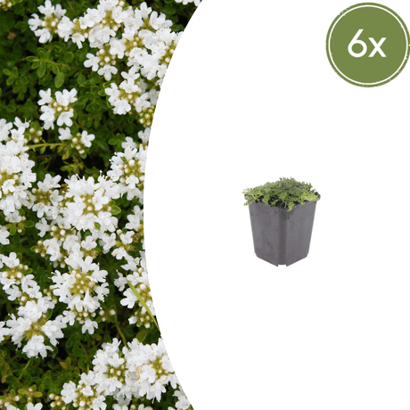 Livraison plante Thym blanc