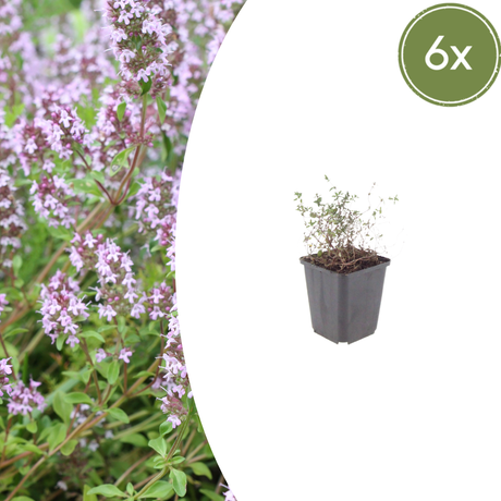 Livraison plante Thyms vulgaris
