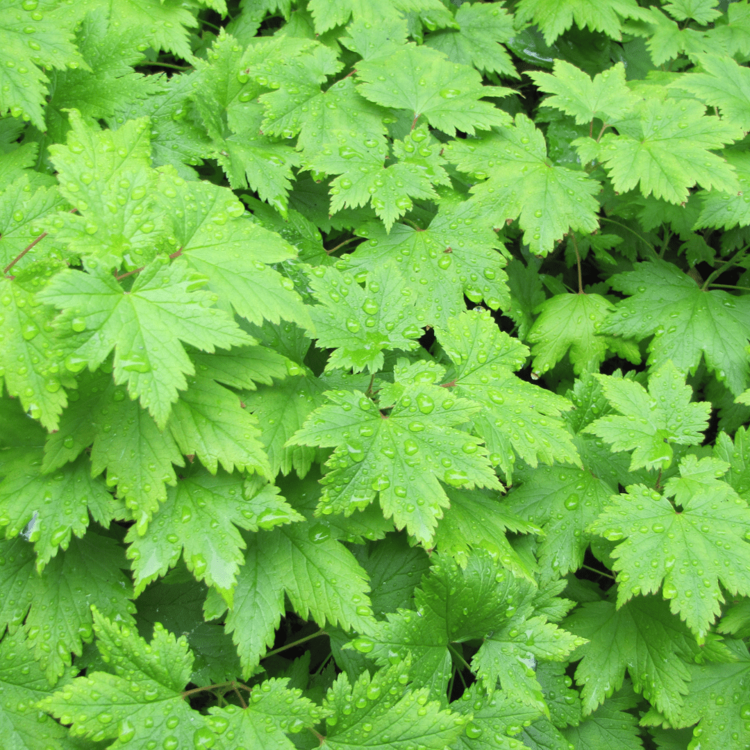 Livraison plante Tiarelle cordifolia