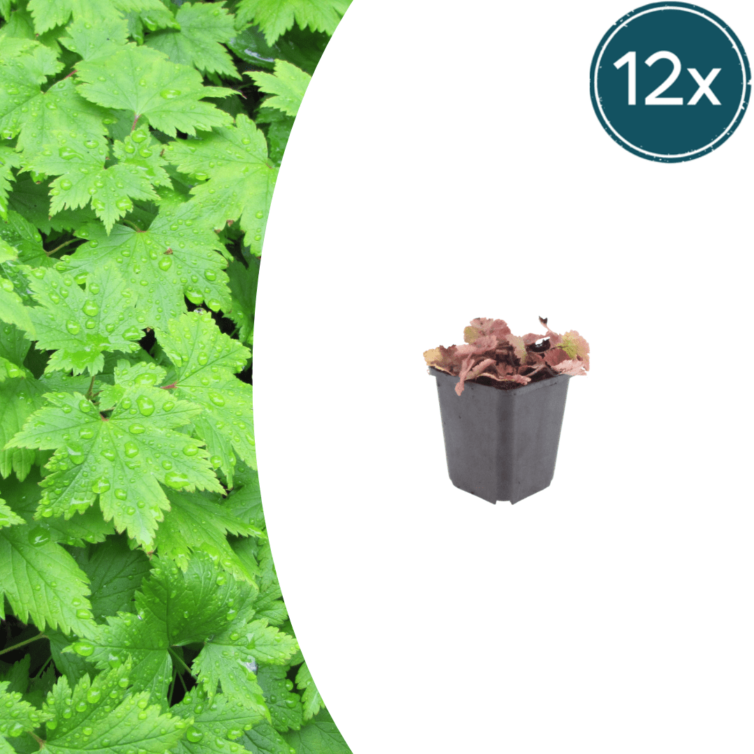 Livraison plante Tiarelle cordifolia