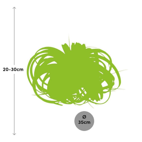 Livraison plante Tillandsia Xerographica