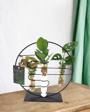 Livraison plante Trio de boutures en hydroculture sur socle design