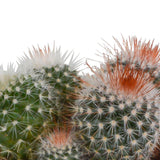 Livraison plante Trio de Cactus