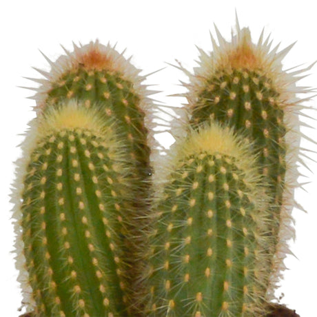 Livraison plante Trio de Cactus et leurs caches - pots h23cm