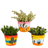 Livraison plante Trio de Crassula et leurs caches - pots h21cm