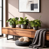 Livraison plante Trio de Maranta