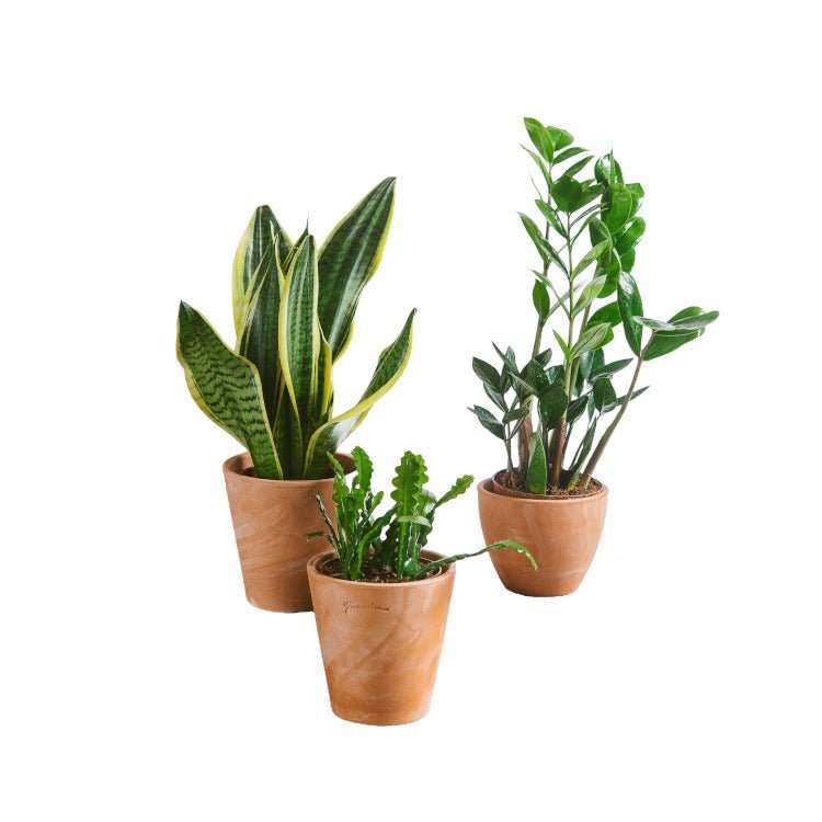 Livraison plante Trio de plantes - EASY CARE | Entretien facile