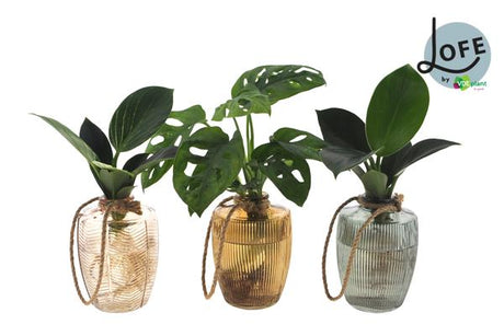 Livraison plante Trio de plantes en hydroculture en vase vintage