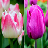 Livraison plante Tulipes Appie's Best - 30 bulbes - Taille 12+