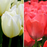 Livraison plante Tulipes Elly's Choice - 30 bulbes - Taille 12+