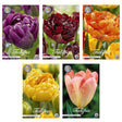 Livraison plante Tulipes - Mélange Double Tardif - 38 Bulbes