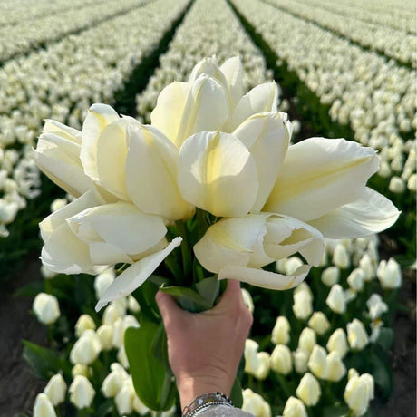 Livraison plante Tulipes, Narcisses, Jacinthes - Mix Super Hollandais - 100 Bulbes