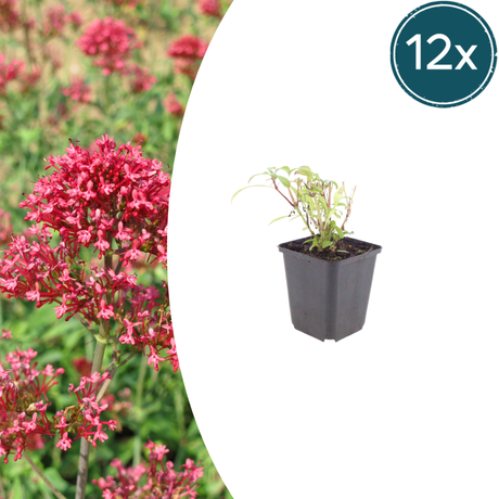 Livraison plante Valeriane rouge