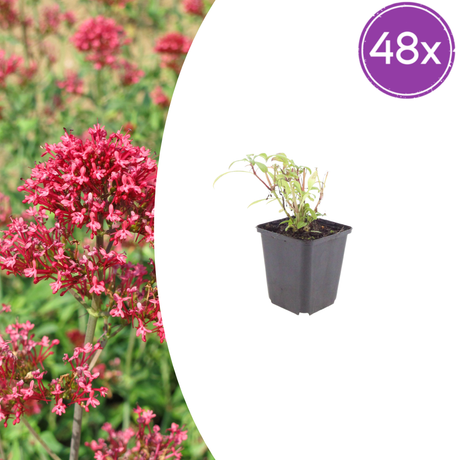Livraison plante Valeriane rouge