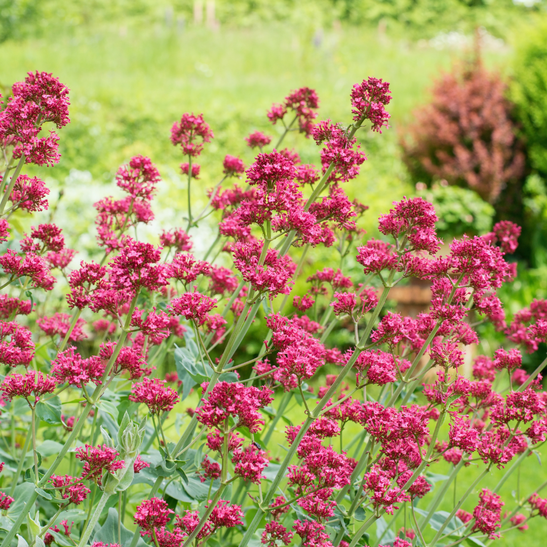 Livraison plante Valeriane rouge