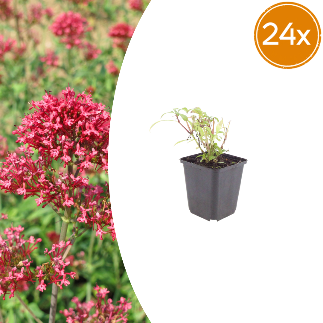 Livraison plante Valeriane rouge