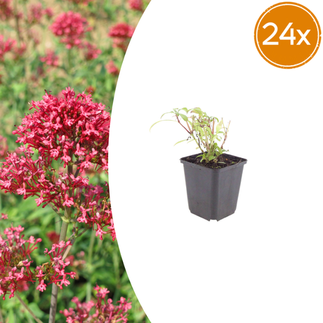 Livraison plante Valeriane rouge