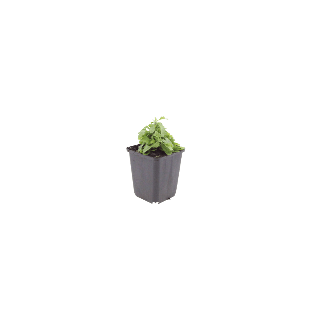Livraison plante Vergerette de Karvinski