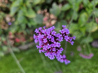 Buenos Aires Verbena (Verbena bonariensis)