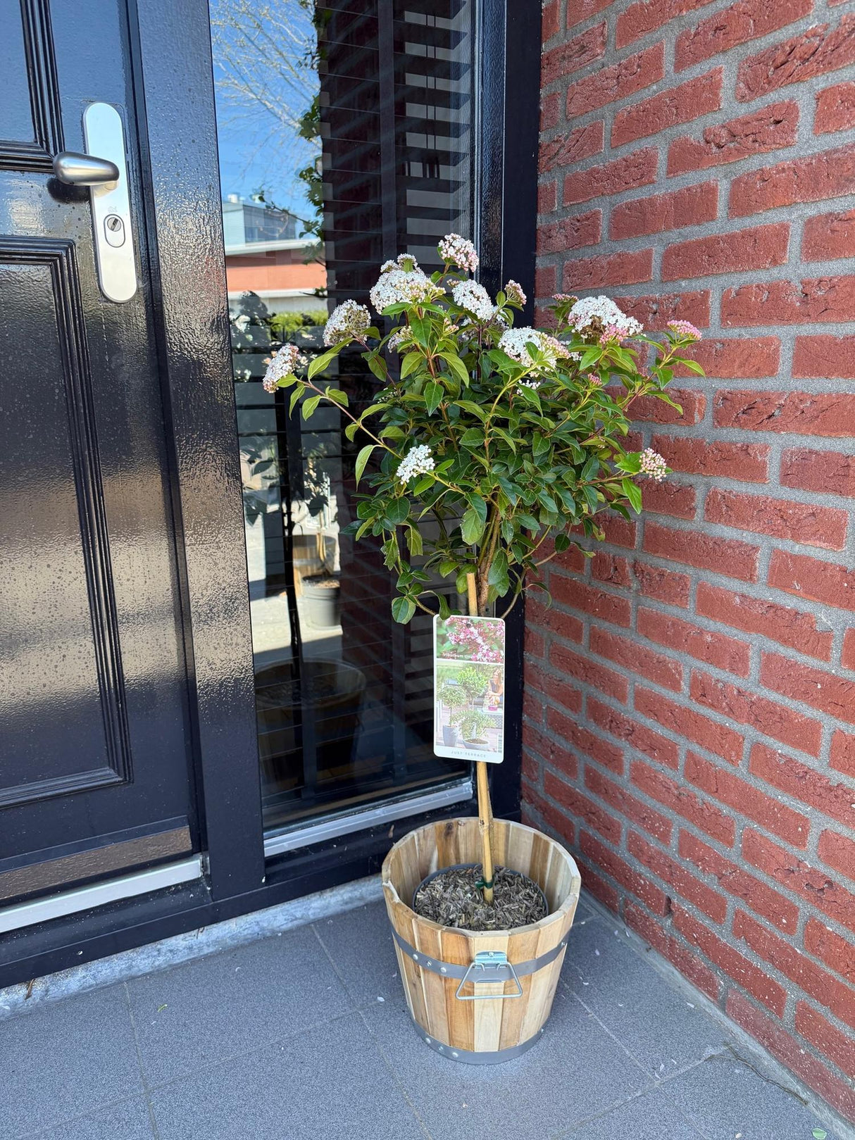 Livraison plante Viburnum tinus Eve Price – Pot 19 cm – Hauteur 90 cm