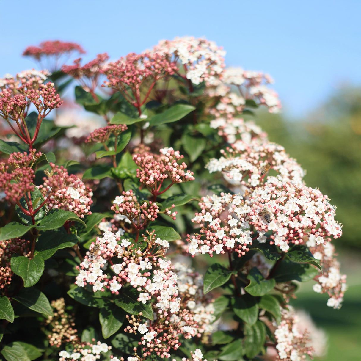 Livraison plante Viburnum tinus – Lot de 1 – Pot 19 cm – Hauteur 90 cm