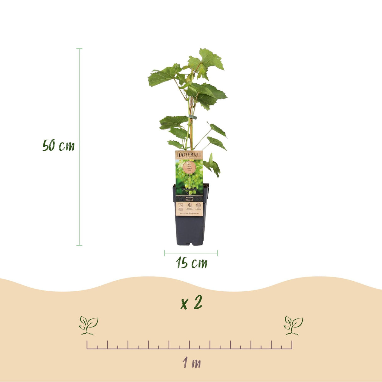 Livraison plante Vigne Himrod – Lot de 2 – Pot 15 cm – Hauteur 50 cm