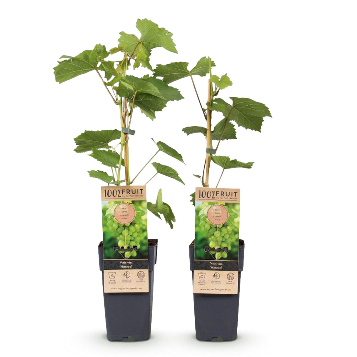 Livraison plante Vigne Himrod – Lot de 2 – Pot 15 cm – Hauteur 50 cm