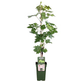 Livraison plante Vigne raisin sans pepin 'Lakemount' - ↨50cm - Ø19 - arbuste fruitier