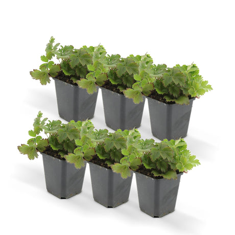 Livraison plante Waldsteinia ternata - Lot de 6