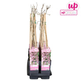 Livraison plante Wisteria Floribunda 'Rosea' - ↨65cm - Ø15