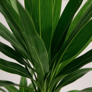 Livraison plante Yucca elephantipes – Lot de 2 – Pot 21 cm – Hauteur 100 cm