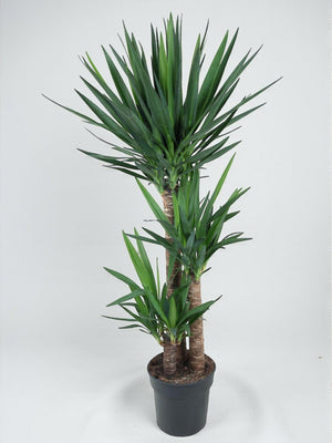Elephant foot yucca