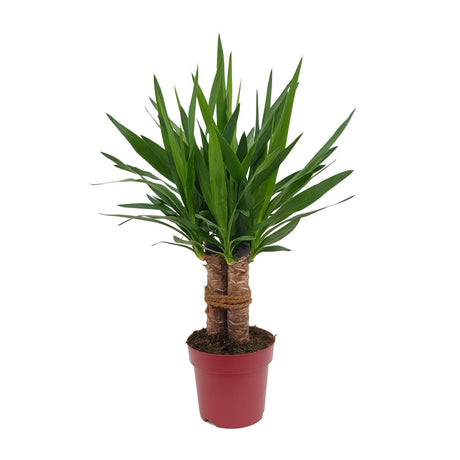 Livraison plante Yucca Tres Cañas