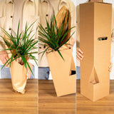 Livraison plante Yucca XL h100.0cm