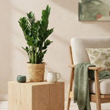 Livraison plante Zamioculcas et panier H70 cm