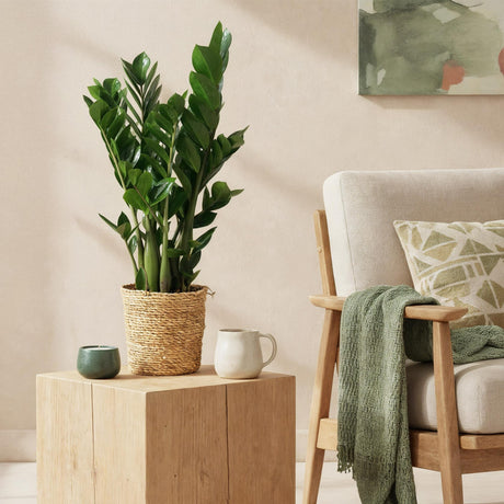 Livraison plante Zamioculcas et panier H70 cm