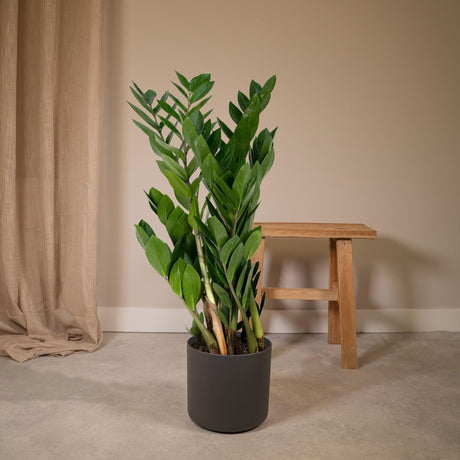 Livraison plante Zamioculcas Zamiifolia