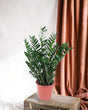 Livraison plante Zamioculcas Zamiifolia