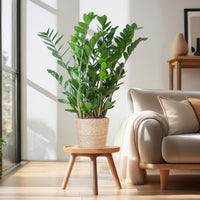 Zamioculcas Zamiifolia and its pot