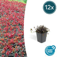 Acaena Microphylla (Acaena microphylla) 'Kupferteppich' - vue 13