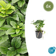 Pachysandre Du Japon (Pachysandra terminalis) 'Terminalis' - vue 12
